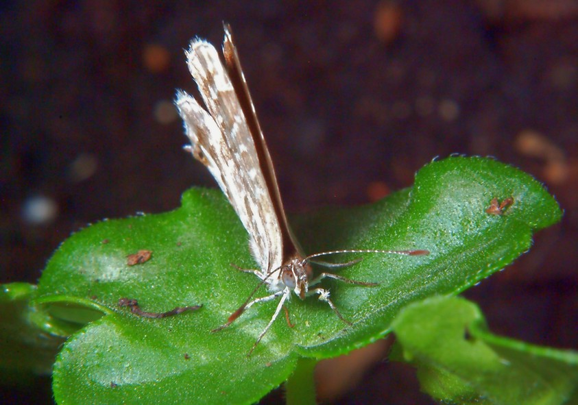 Ancora Cacyreus marshalli